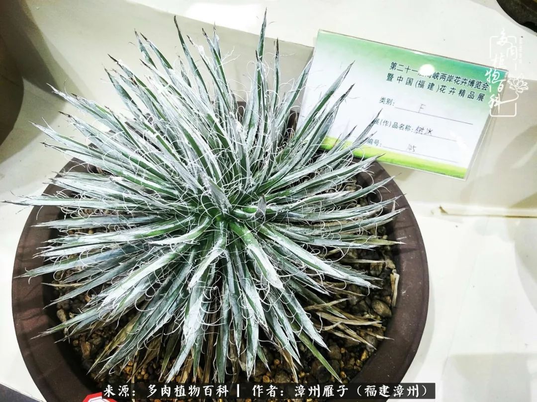 各种麒麟:阎魔麒麟正大麒麟松叶麒麟筒叶麒麟猴尾巴,铁甲麒麟贵清玉