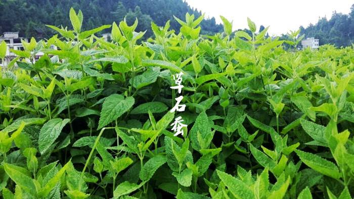 嘉禾祁连果蔬有机核桃洋姜宝塔菜传承古法配方