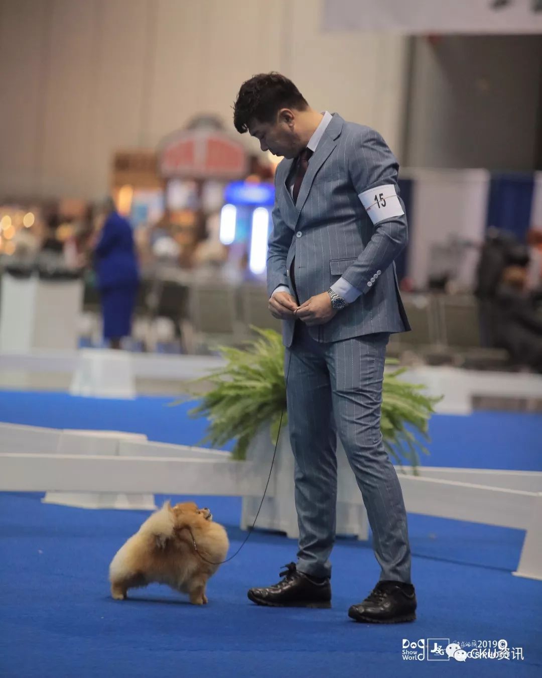 博美犬 犬名sunpoms cory 前四日成绩组别第一*3 reserve winner*