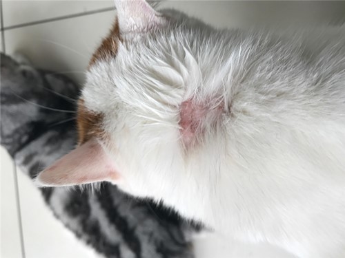 照猫癣的灯是紫外线吗