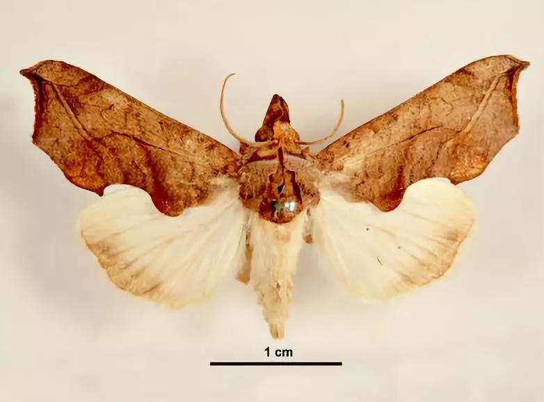 鸟嘴壶夜蛾—成虫黑夜里的"吸血鬼"掉在地上的吸果夜蛾吸果夜蛾是一个