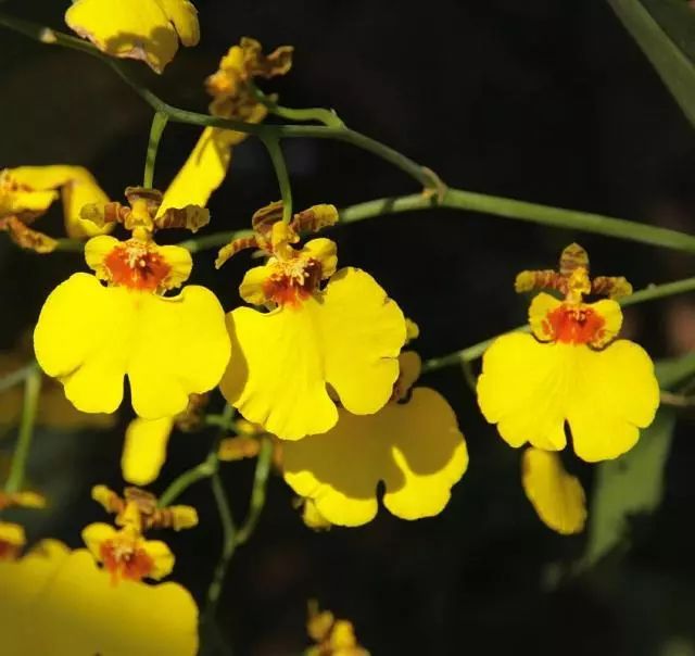 金灿灿的轻盈而亮眼,有吉星拱照,大吉大利,喜庆如意,快乐无忧等寓意