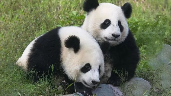 全球首次发现双胞胎熊猫,就在汶川卧龙!