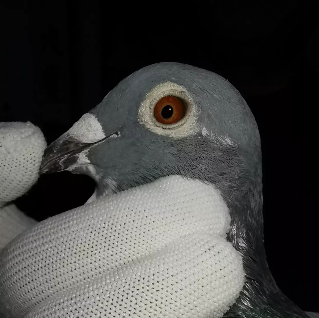 胡刚老师心血之作多羽翰林铭鸽欣赏出售