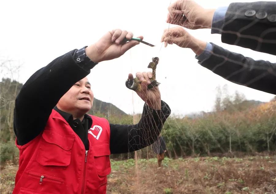 居然有人用网抓鸟在开化非法猎捕麻雀将被追究刑事责任