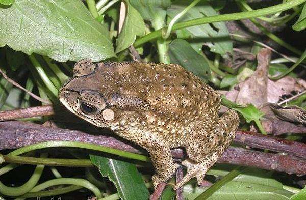 误食盘古蟾蜍中毒