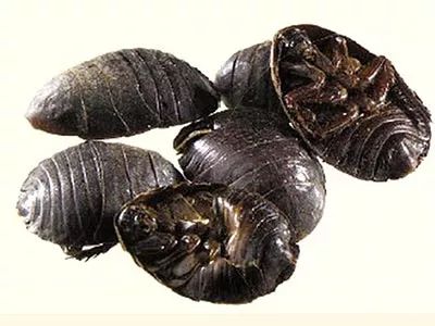 "伊威在室,蟏蛸在户.町畽鹿场,熠耀宵行.不可畏也,伊可怀也.