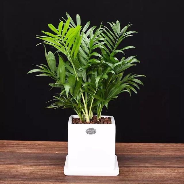 这八种桌面盆栽清新悦目又能净化空气你家养了几种