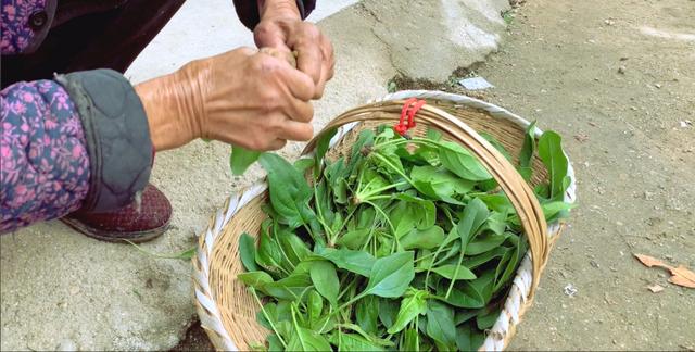 但吃过这么多的菠菜,还是觉得姥姥做出来的菠菜最好吃,我一个人就能吃