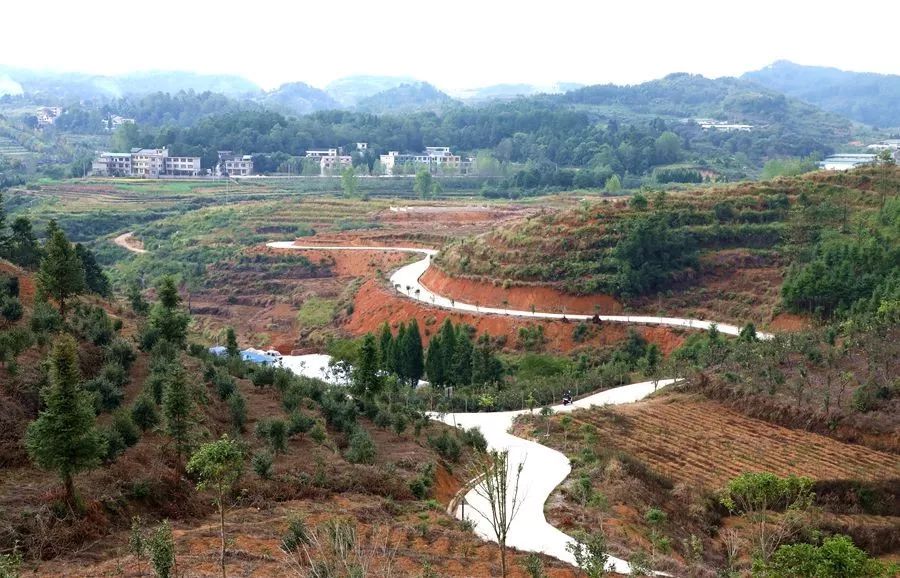 双龙村平菇变身致富菇