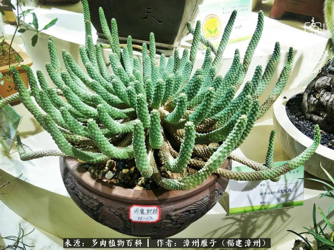 正大麒麟松叶麒麟筒叶麒麟猴尾巴,铁甲麒麟贵清玉,像人名.