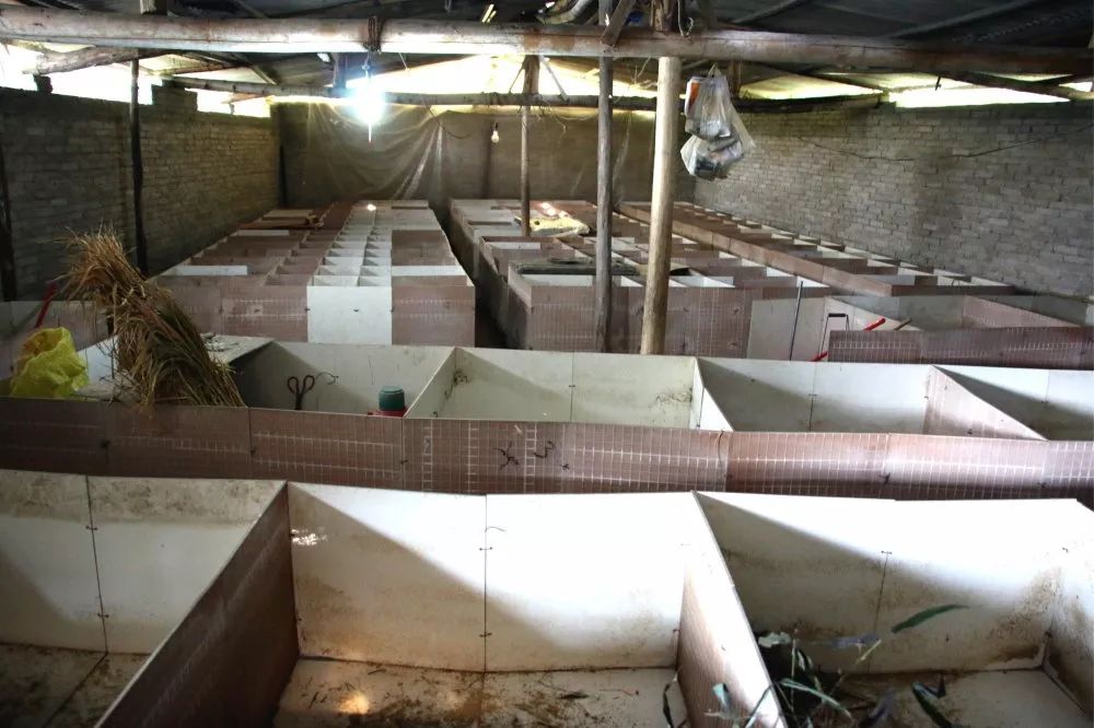 竹鼠养殖"钱景"好 脱贫致富信心足