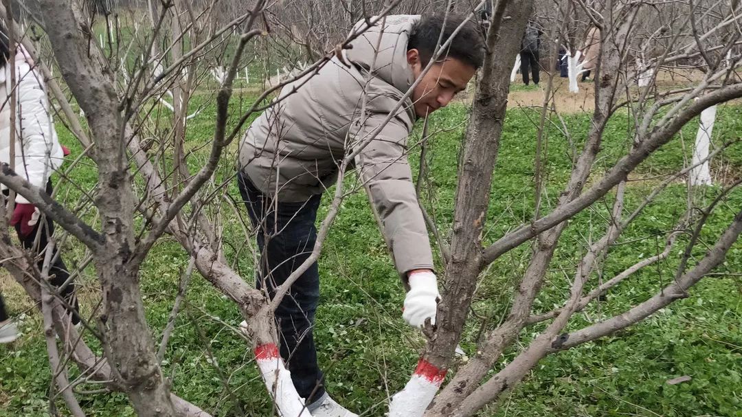 活动感受缪璨一棵棵石榴树通过大家的修剪变得整齐,去除了杂乱枝叶的