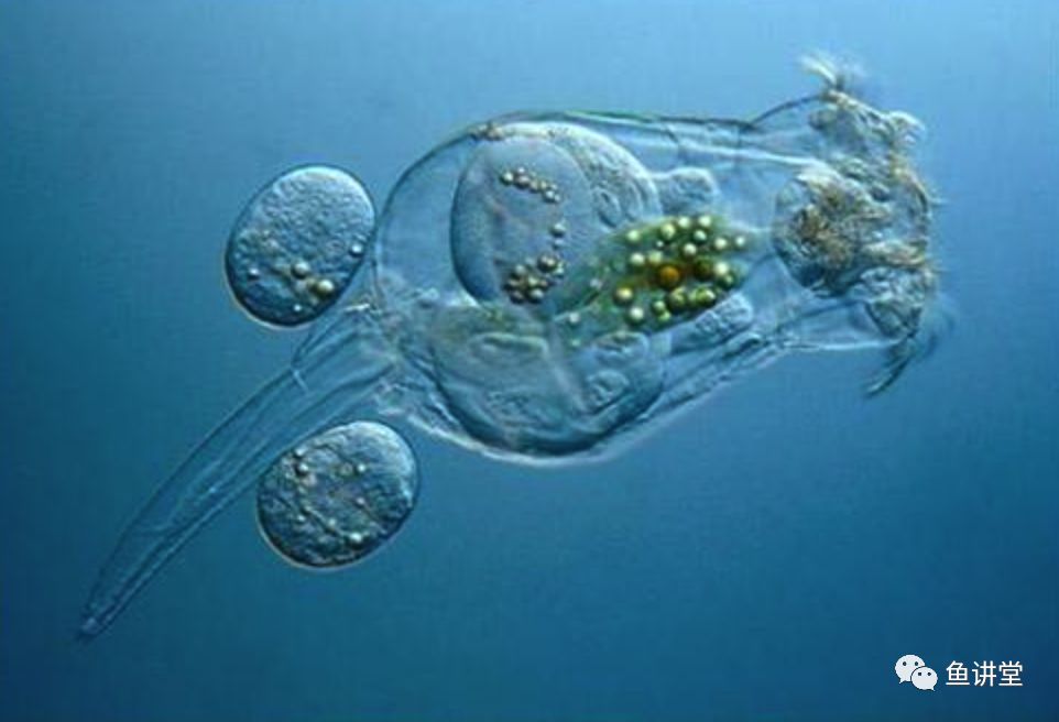 养鱼池轮虫休眠卵分布和萌发的研究2