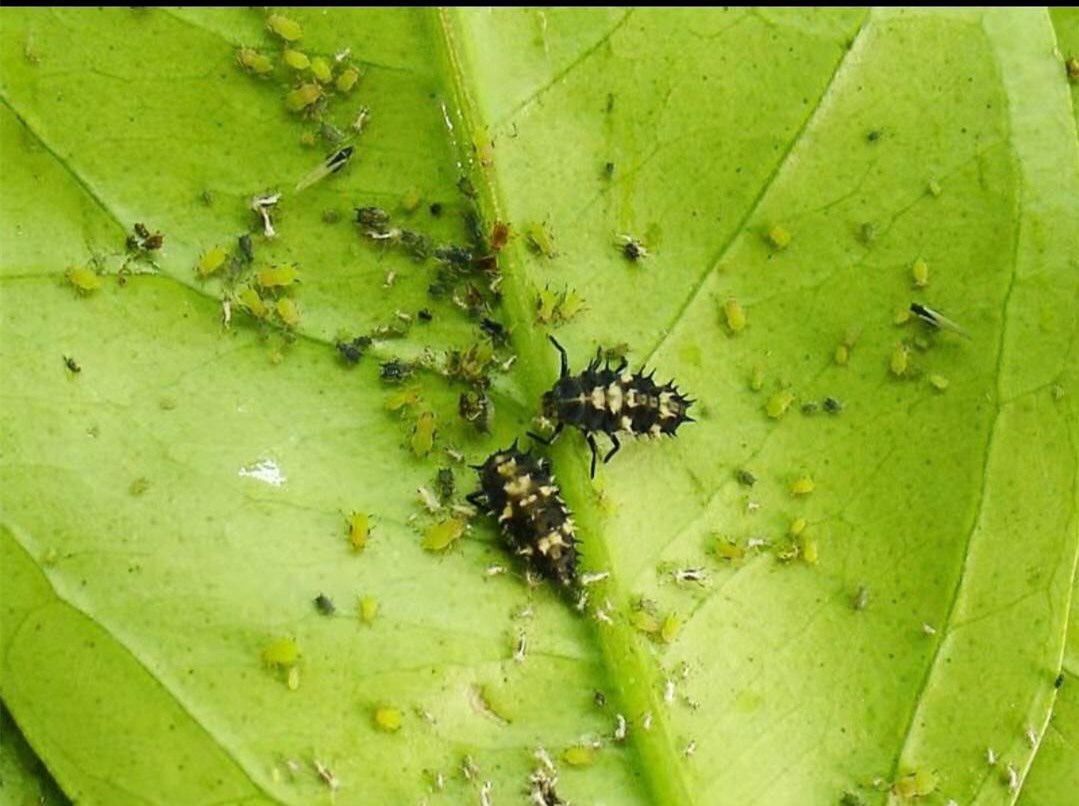 黑刺粉虱成虫喜较阴暗的环境多在树冠内膛枝叶_上活动,卵散产于叶背