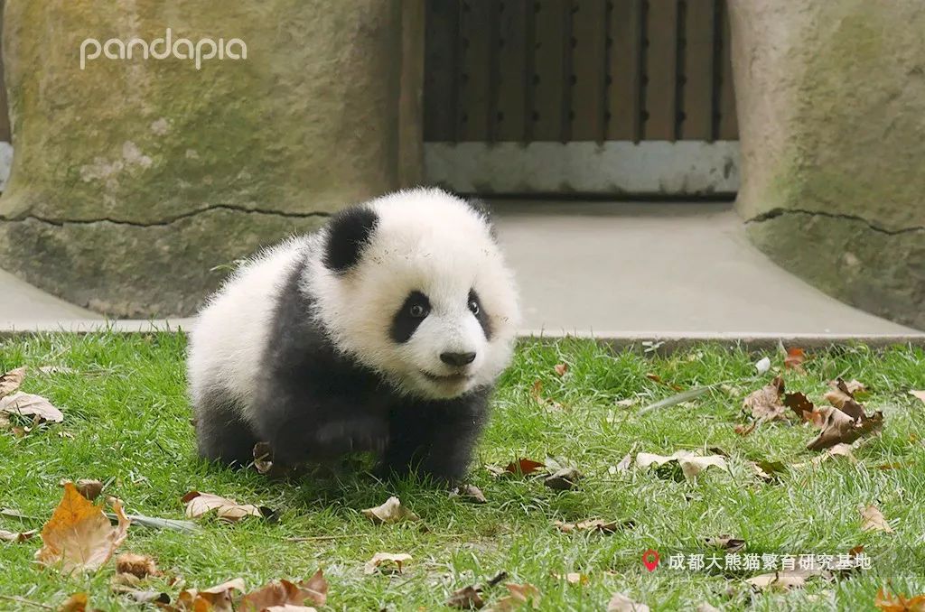 如何发现大熊猫的黑历史,ta靠的就是这个!