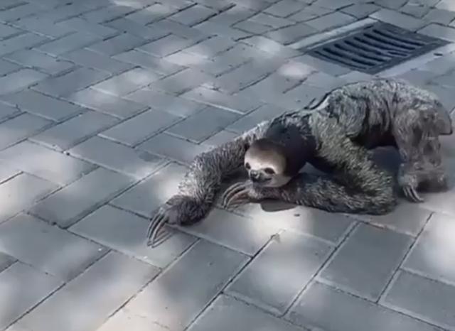 网上疯传树懒爬行的样子动作超诡异看完让人心里发毛