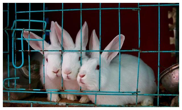 养宠物兔过程中常见的病处理方法!_兔子