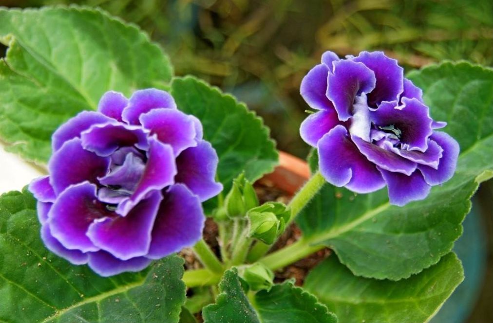 想要大岩桐冬天美丽绽放记住这6招养殖要点冬季再注意这2点就足够啦