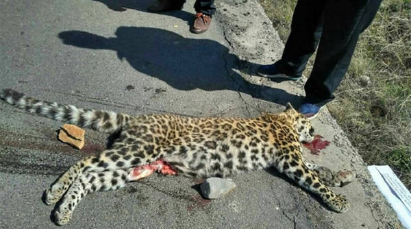 金钱豹口吐鲜血脏器外露走近一看腹部的划痕让人疑惑