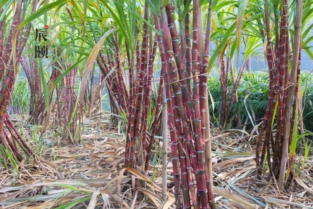 辰颐物语手撕云南红皮甘蔗皮薄肉酥脆甜无比