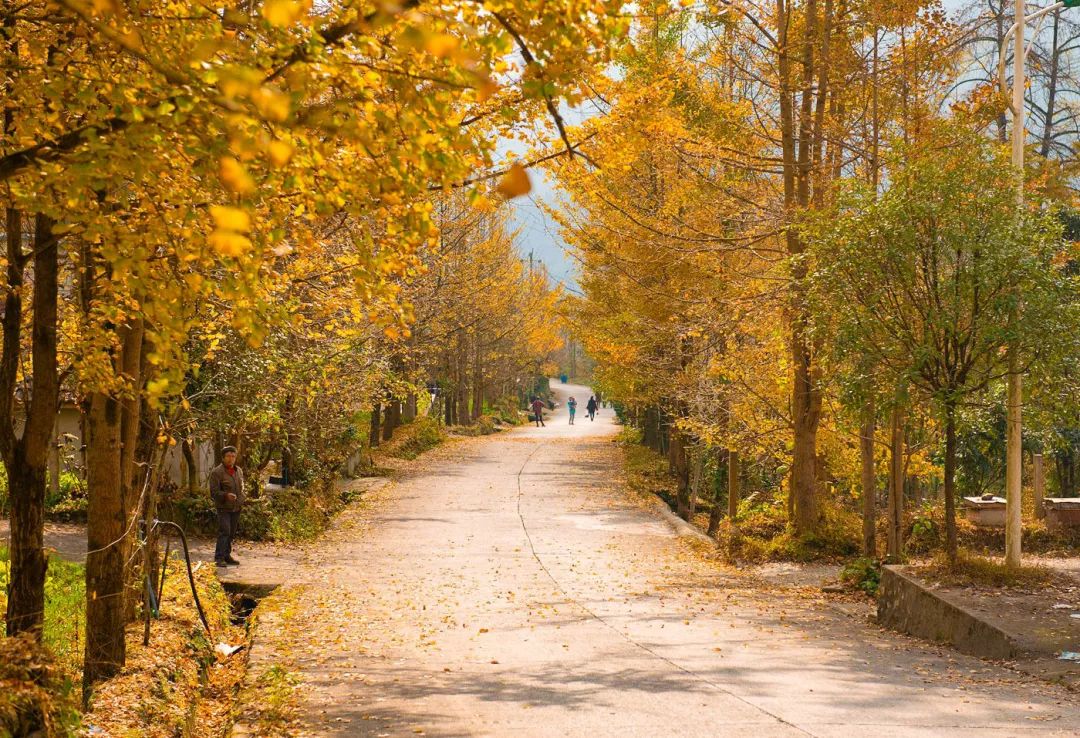 綿竹萬畝銀杏免費賞!德陽出發1.5h,打卡深山中的原始美景,趁人少趕緊