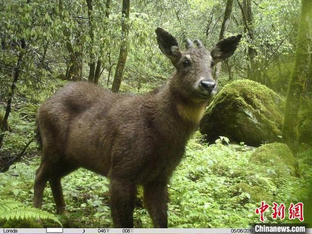 在镜头前从容"自拍"的毛冠鹿 红外相机拍摄