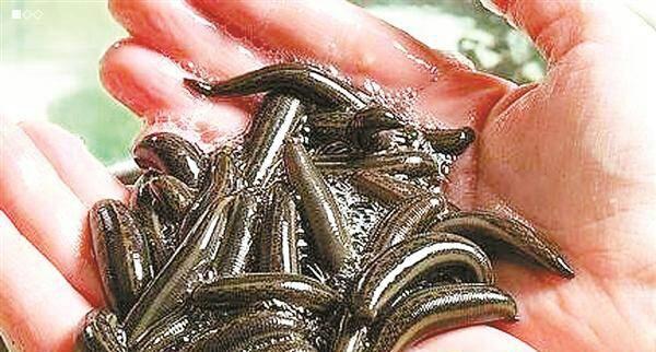 农大9号水蛭蚂蟥养殖特种养殖你能了解多少