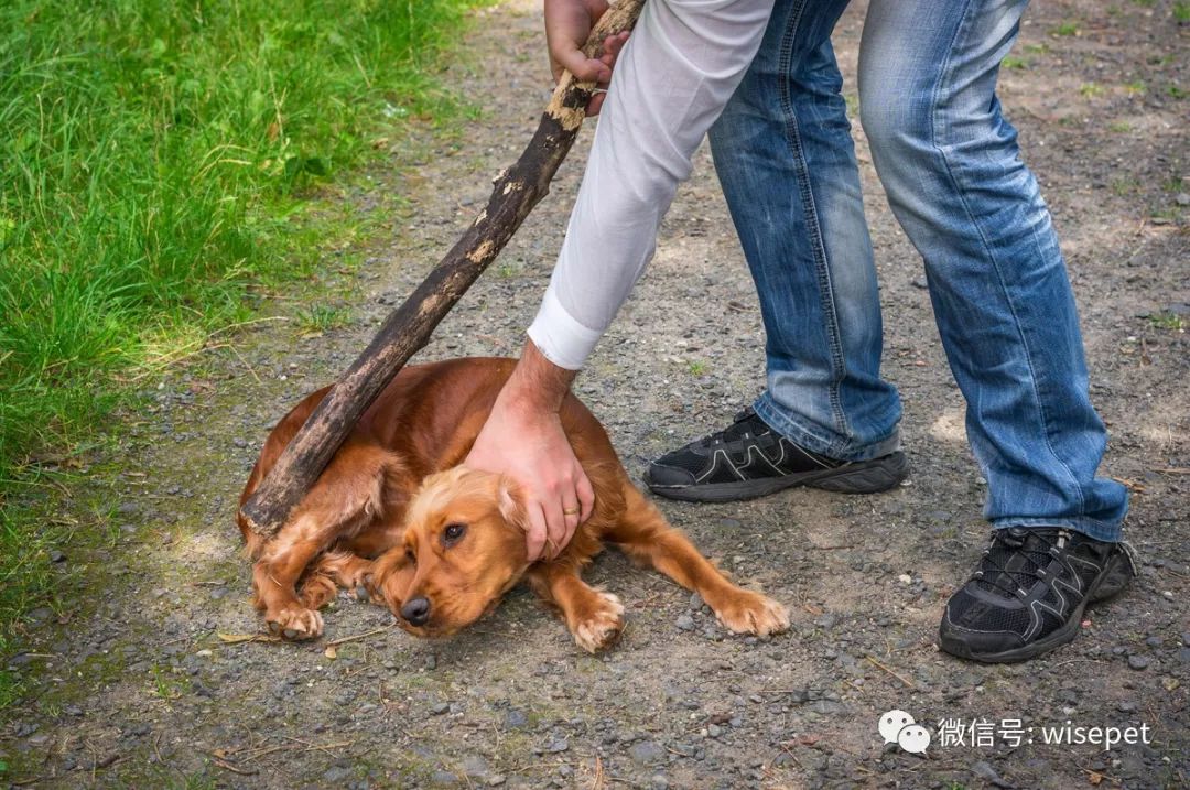 支配理论:危害狗狗的过时概念(四)