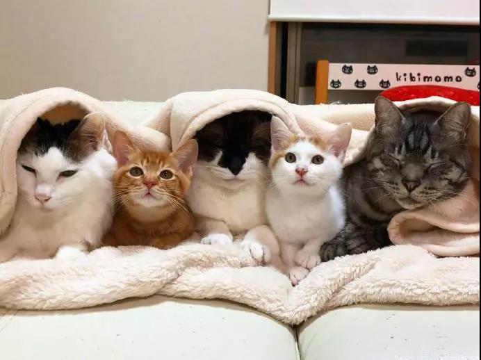 新晋初恋男友脸,,校园翻版肖战,别人家的学弟也太可了吧!_叶航