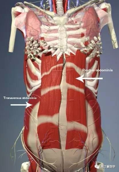 核心肌群的详细学习笔记_肌肉