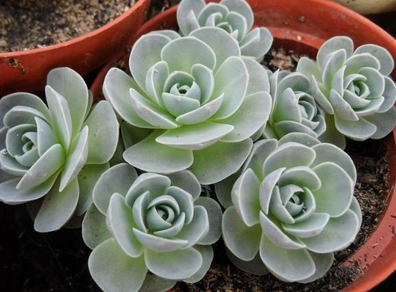 喜欢牡丹,不妨试试"精品菊花"墨荷,花色如漆红,姿容高雅