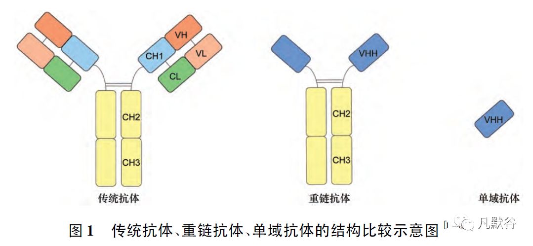 单域抗体图片