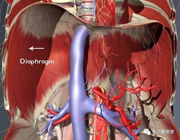 (四)骨盆底肌(pelvic floor)骨盆的肌肉包含了提肛肌与尾骨肌.
