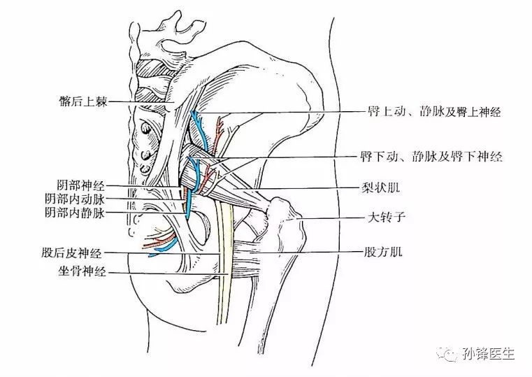 医学笔记︱从腹腔侧观察坐骨直肠窝的局部解剖