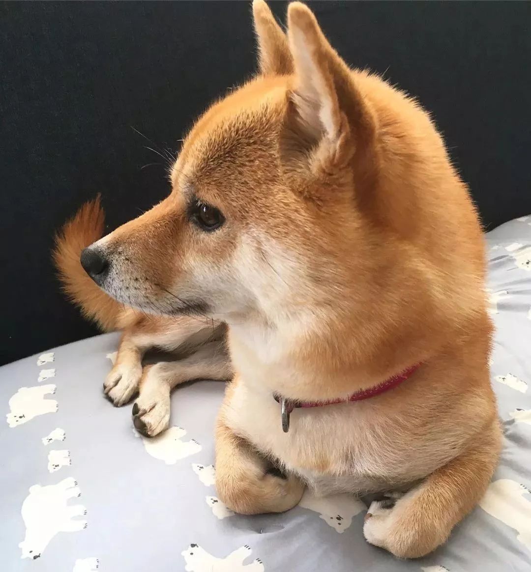 北方汪过冬靠暖气 而南方汪 学会了农民揣 懂雅