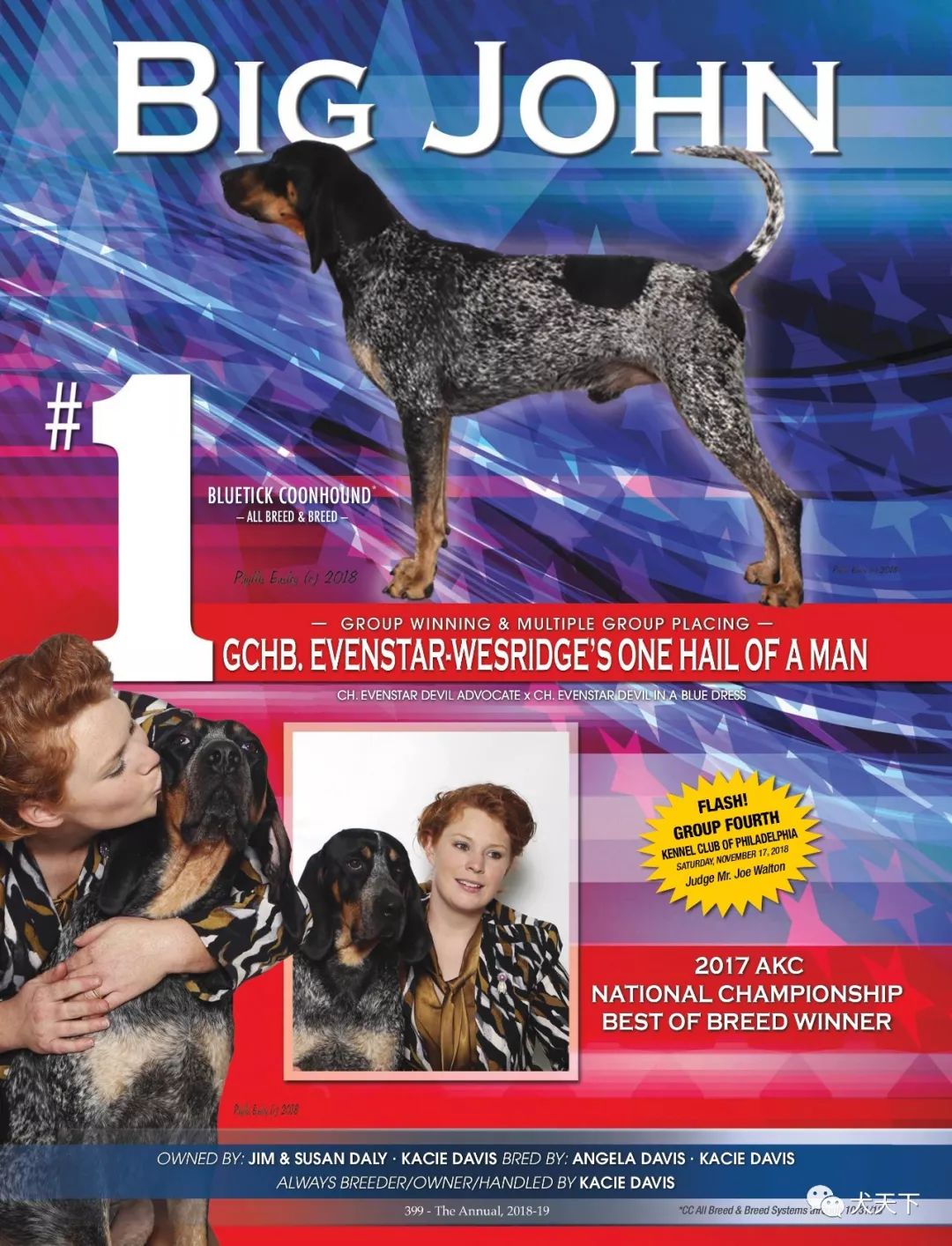 名"big john",来自evenstar-wesridge猎犬年轻出众的蓝斑猎浣熊犬公犬