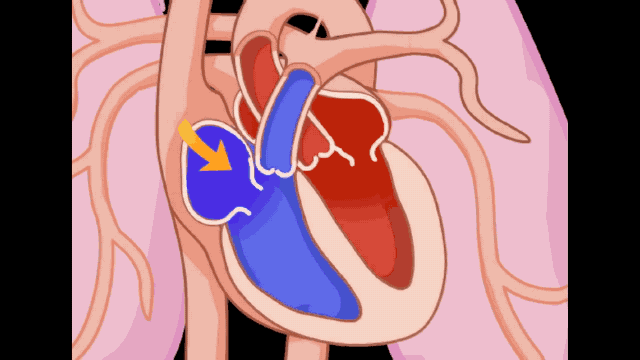 心脏泵血 gif图片