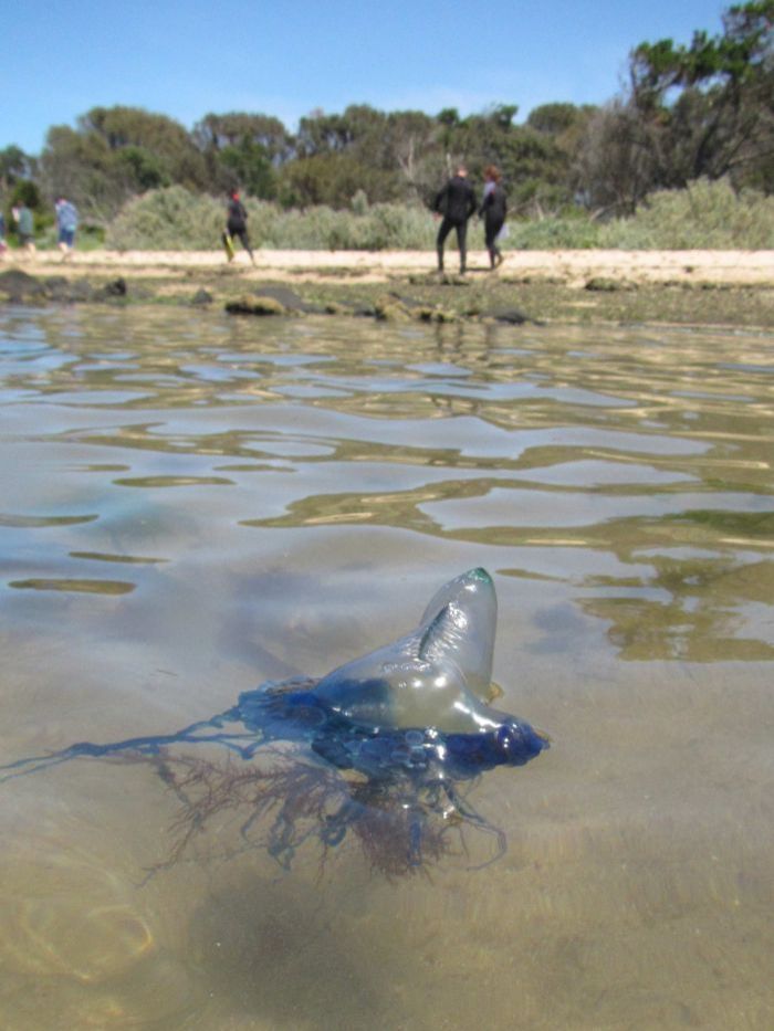 澳洲海滩惊现美丽紫色生物网友激动专家警告果然漂亮的东西不好惹