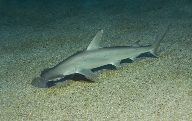 【潜行家-物种】纵横海底,全靠头顶的另类"发髻"_锤头