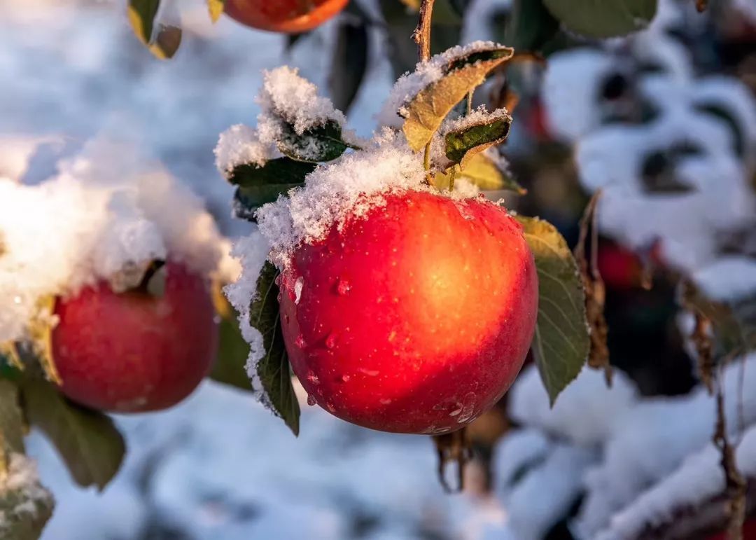 柳河云岭"雪苹果"再度来袭,免费送送送!