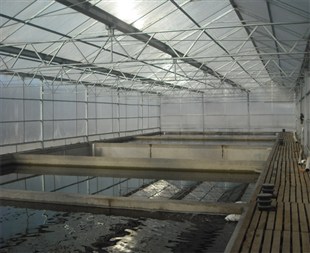 水蛭养殖技术升级农大9号人工养殖水蛭前景看好