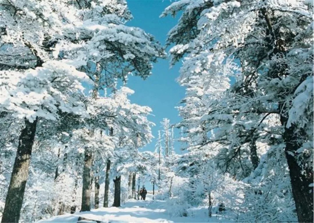 你想要的冬天我都有南国雪都神农架向全世界发出邀请