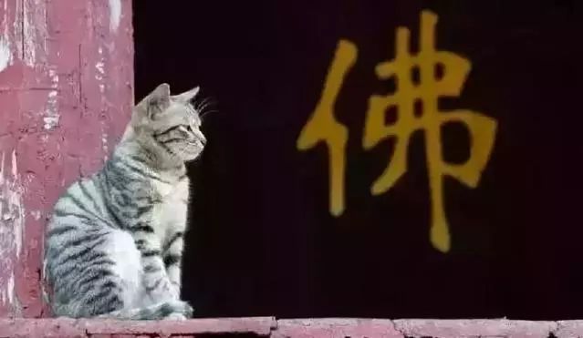 庙里陪人的喵星人们_猫咪