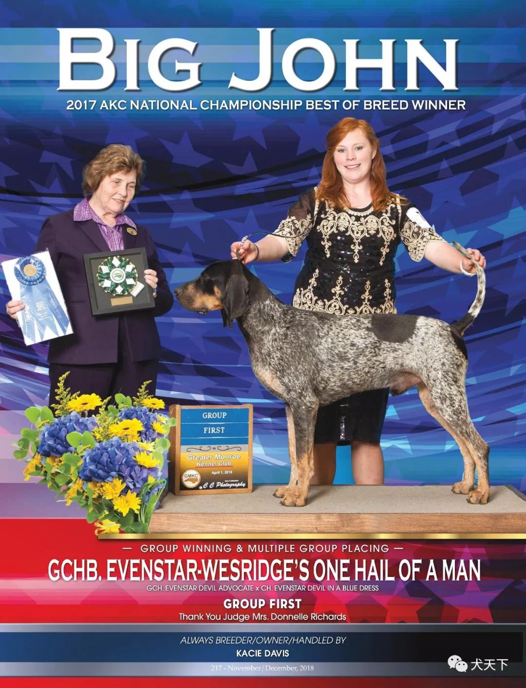 名"big john",来自evenstar-wesridge猎犬年轻出众的蓝斑猎浣熊犬公犬