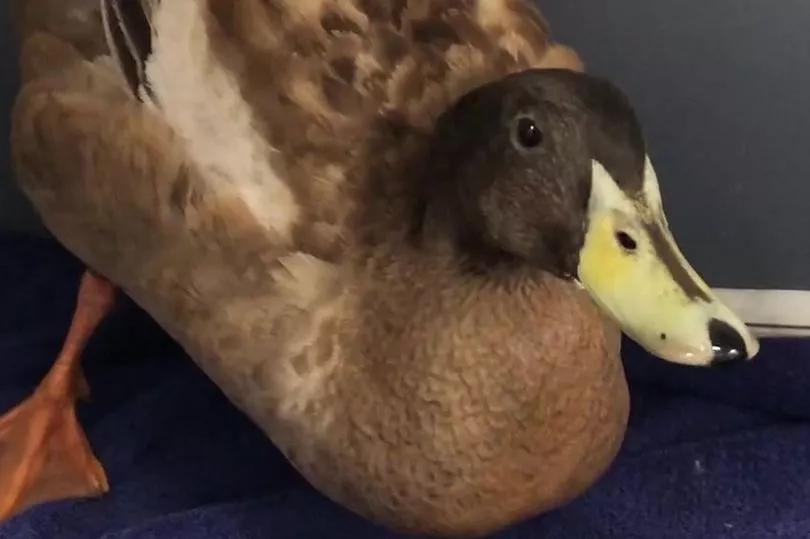 一天10次的鸭子,因纵欲过度被感染,鸭命垂危只好切掉"丁丁"._dave