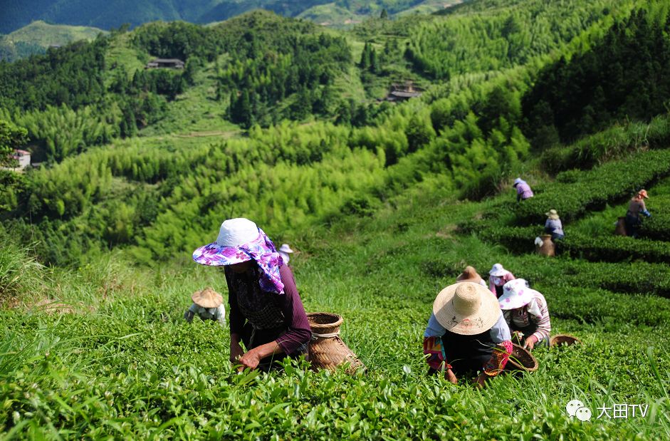 20亿元!大田美人茶发展三年规划行动!_品牌