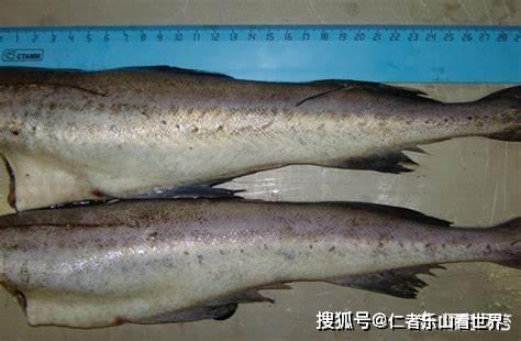 无头鳕鱼到底是啥鱼?