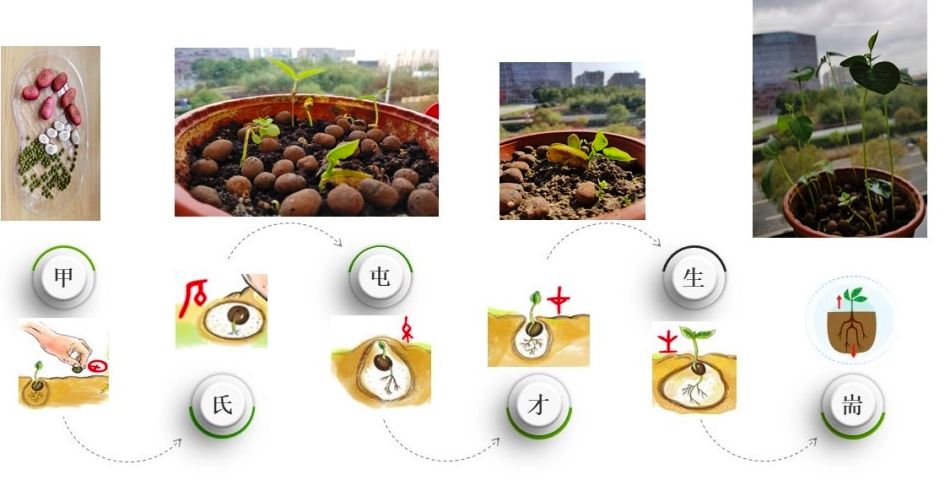 了解到"甲—氏—屯—才—生—耑"这几个汉字,都是对应种子生长过程