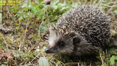 东北刺猬,图源见水印就这体型你给我爬个树我看看.